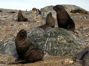 Fur Seal