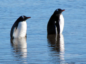 Gentoo Penguins