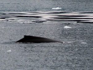 Humpback whale