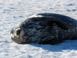 Weddell Seal